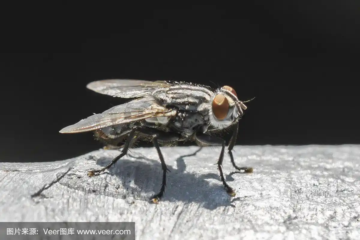 一个阳光明媚的户外大苍蝇的特写