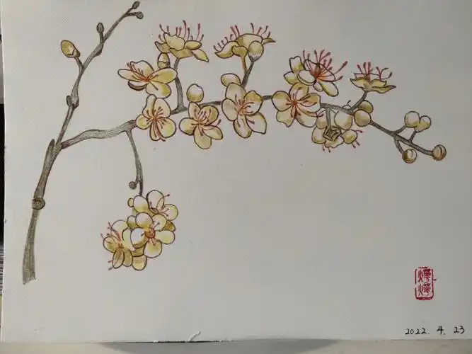 彩铅画临摹珍珠梅