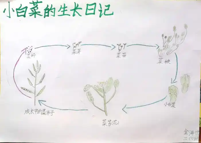 小白菜生长过程示意.