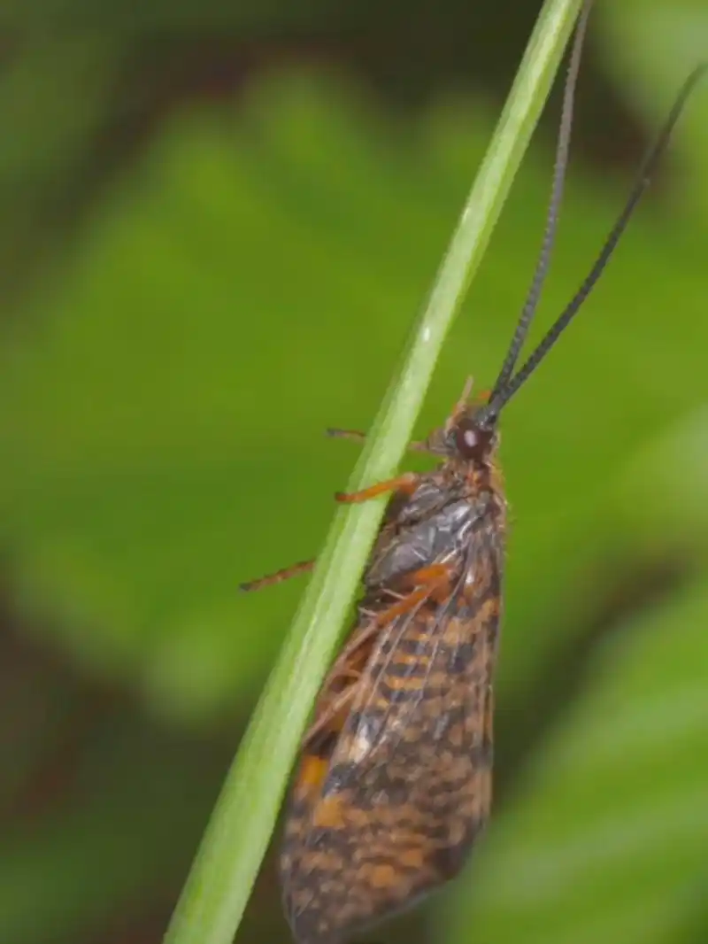 石蛾幼虫石蚕,自制石头盔甲.