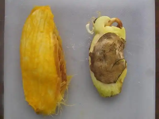 芒果种子怎么种