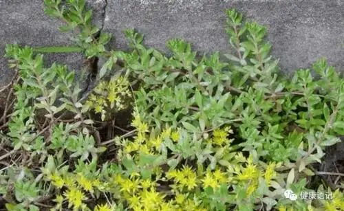 建议大家农村的一种野菜消肿利尿排脓生肌是肝病的天然药