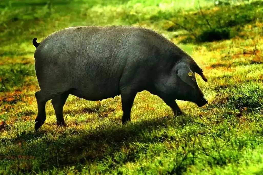 西班牙国宝猪伊比利亚猪,火腿之所以能够成为世界顶级火腿的重要 - 抖