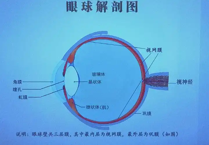 爱护眼睛 从小做起——金色童星幼儿园中二班《全国爱眼日》主题活动.