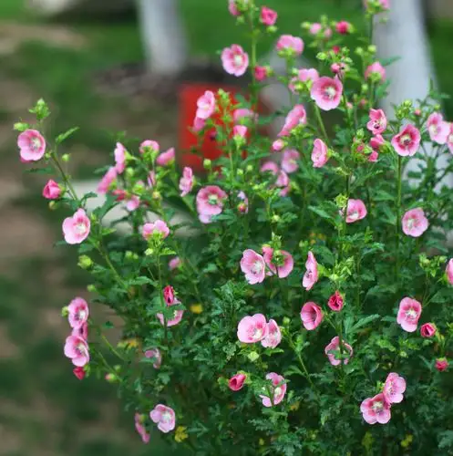 这2种花期长的花卉植物有阳光就盛放养成四季观花的盆景