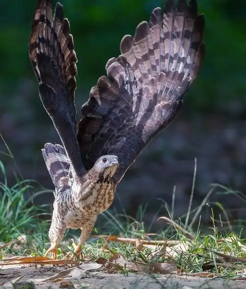 来欣赏一波.雕头鹰