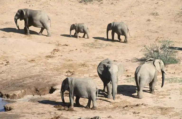 人,公园,走,横图,俯视,室外,白天,草地,草坪,沙漠,植物,哺乳动物,大象