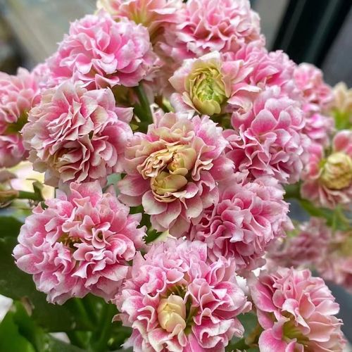 长寿花经典品种安娜公主110盆粉色白边带小卷边花期超长花苞发货