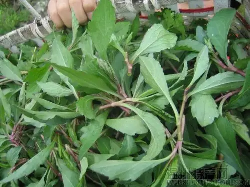 【中文名】:马兰头  【别名】:马兰,马莱,马郎头,红梗菜,鸡儿菜