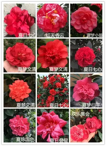 四季茶花开花不断重瓣棕榈新品种红山夏日系列时令草本花卉