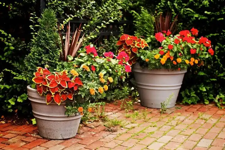 creative container gardening for beginners