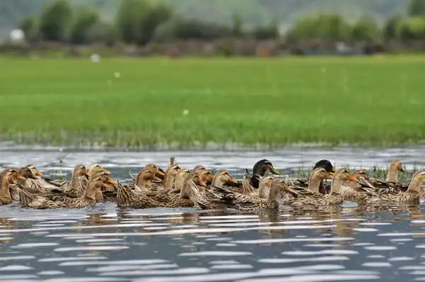 门前小河里,游过一群鸭,快来快来数一数.