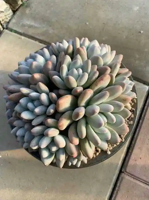 多肉植物:香水老桩