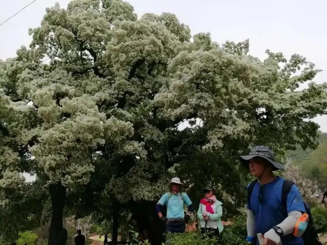 观赏峨庄乡土泉村的《千年流苏树》