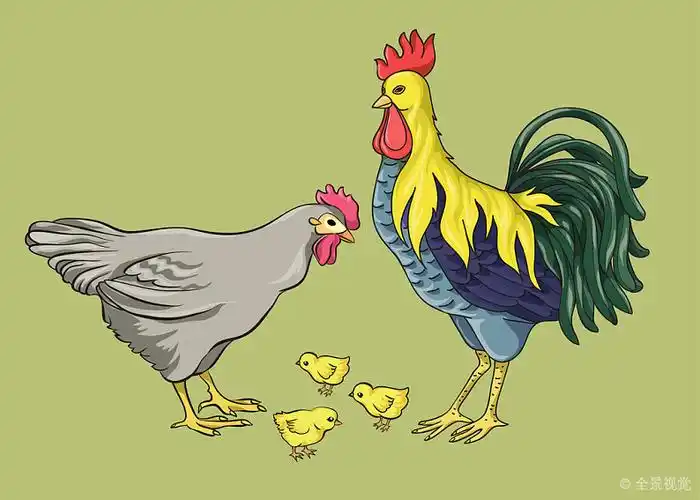 公鸡_母鸡_鸡_卡通_幼禽_高清图片_全景视觉