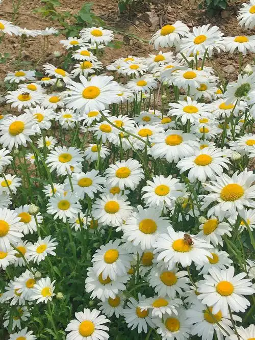 唐岛湾的野菊花2020.5.20
