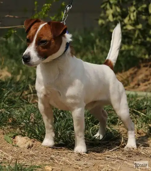 杰克罗素梗 - 综合梗犬 - 猛犬俱乐部-中国具有影响力的猛犬网站