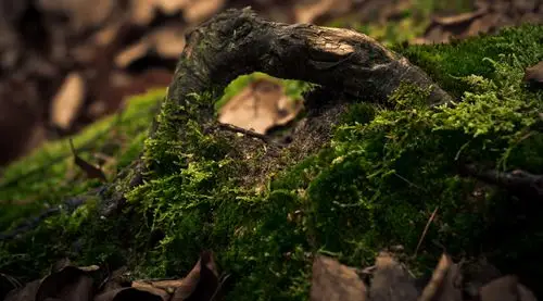 覆盖在枯木上的青苔