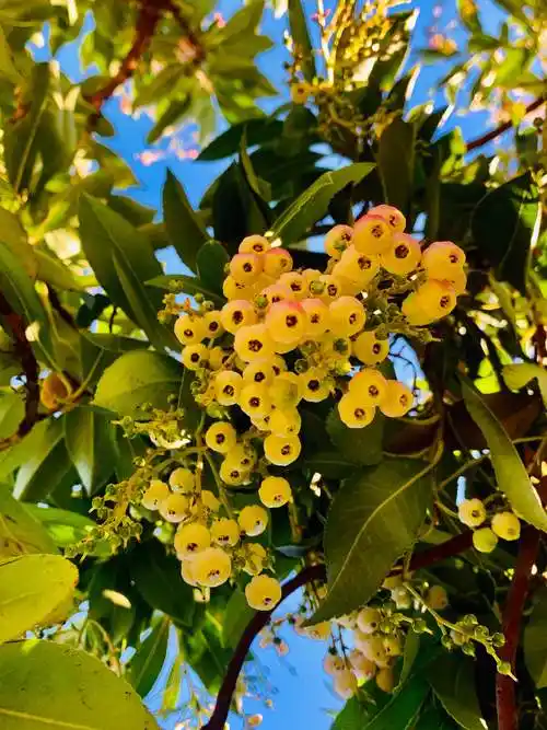 小灯笼一样美的杨梅花 - 美篇