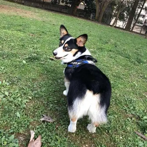花溪寻黑白柯基