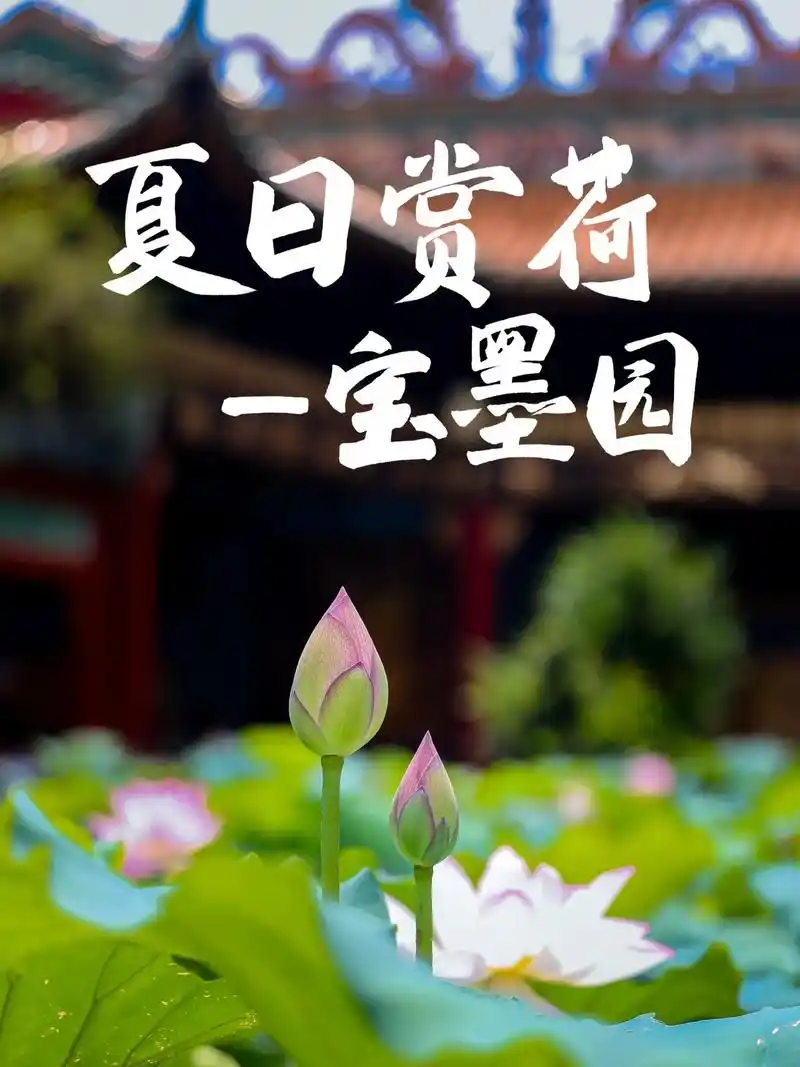 夏日限定荷花又开咯!坐标宝墨园.05广州宝墨园盛放的荷花,是 - 抖音