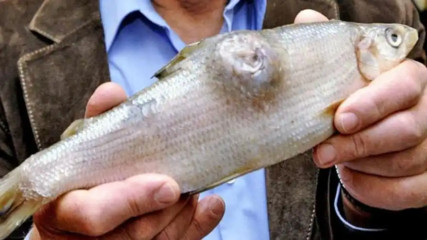 日本福田核电站泄漏大量污水流入海洋,如今核辐射仍极高