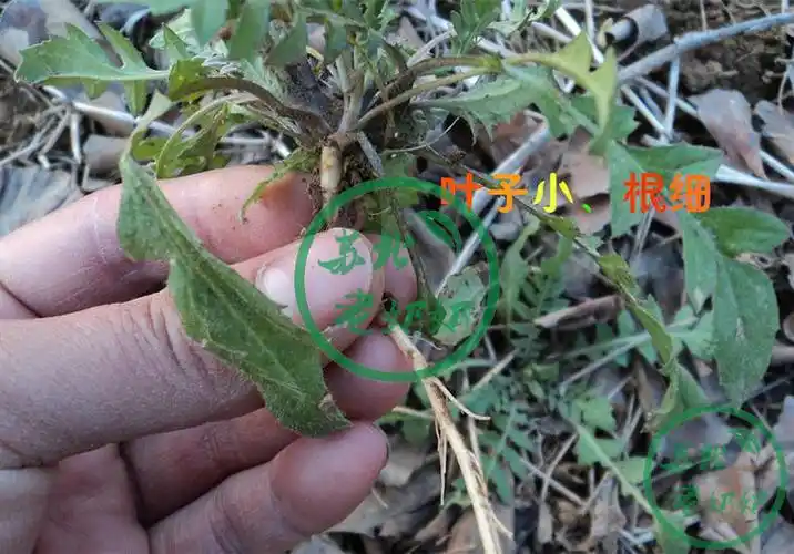 荠菜新鲜现挖天然野生地菜蔬菜野菜馄饨饺子其它