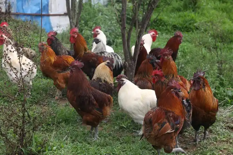 田坝乡召开瓢鸡产业发展推进会