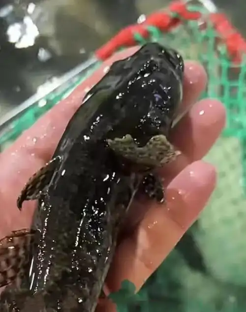 鳢鱼|塘鳢|鱼_新浪新闻