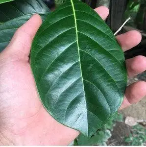 现摘现发 海南菠萝蜜叶子 新鲜树菠萝叶喂虫买50送50