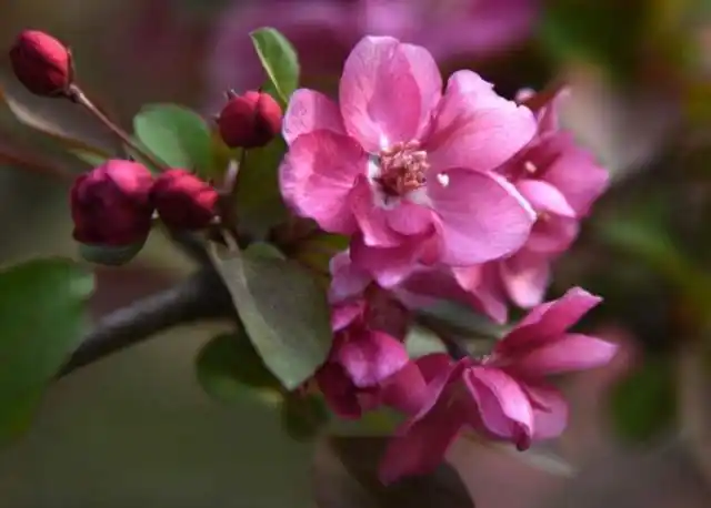 盘点那些最好看的海棠花,你见过几种?快来了解一下吧