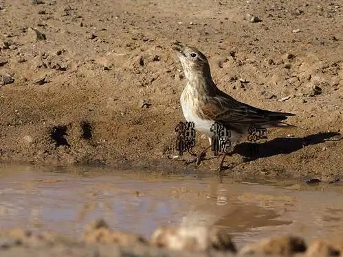 白翅百灵-个人新鸟种