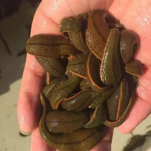 菲牛蛭水蛭素冻干粉,蛭肽素多肽至宝科康双通原材料,【图片 价格 品牌