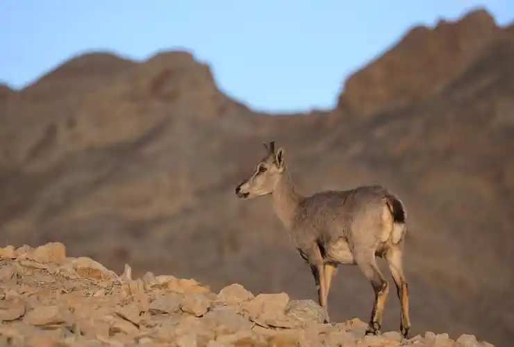 内蒙古自治区乌海市境内的甘德尔山上生活着一群岩羊.
