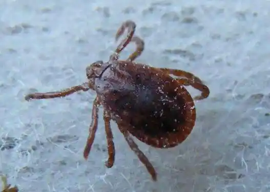 草爬子学名叫什么蜱虫-农百科