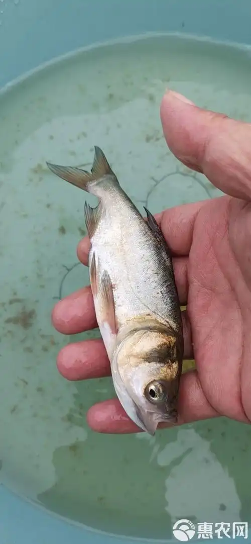 鲢鱼苗 花鲢大头鱼苗