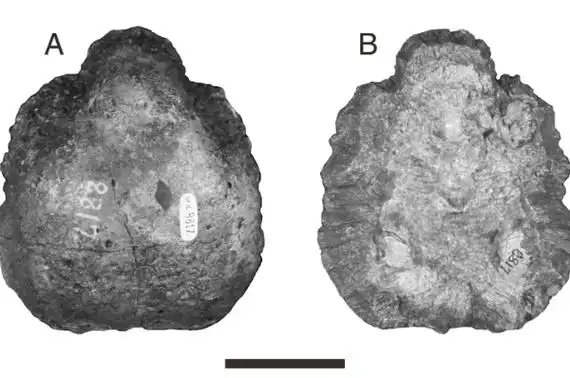 白垩纪厚头龙类汉苏斯龙长有头盔状顶骨边缘带尖刺
