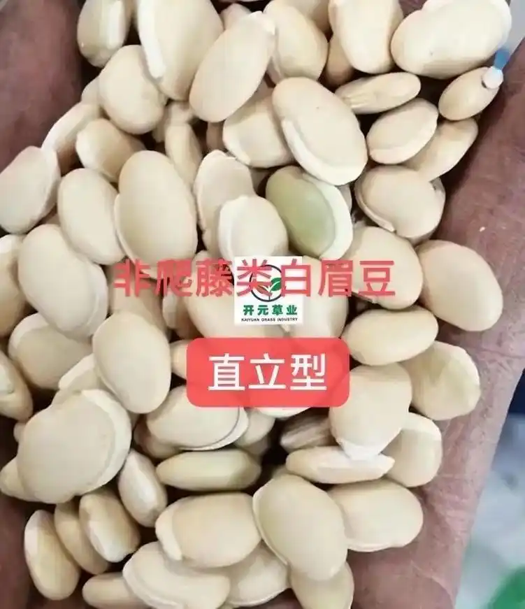 【郑州开元草业】白籽眉豆【英文名:koala】【籽实型菜豆品 - 抖音