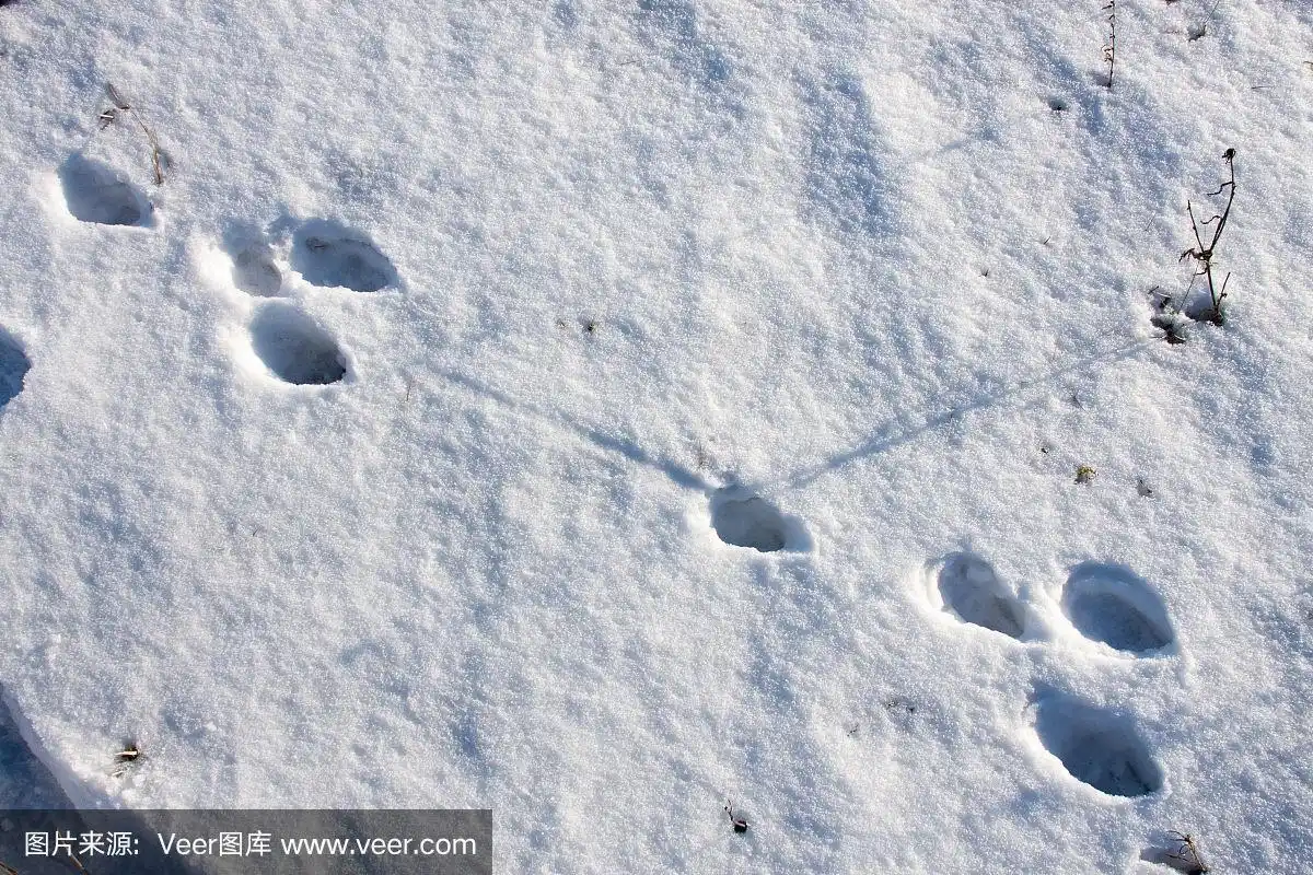 冬天野兔在雪地上留下足迹