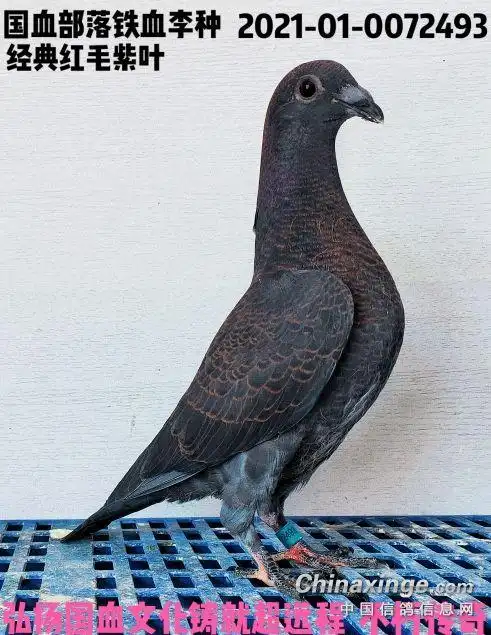 红毛李鸟- 鸽友圈 - 中国信鸽信息网