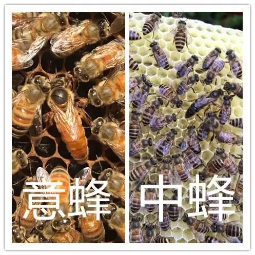 意蜂蜂王今年新开产交尾好高产优质种产卵王蜜型意蜂浆王促销中