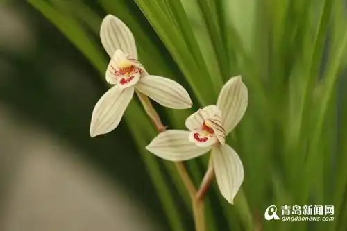 高清:幽兰香风远 百余种名贵兰花亮相青岛