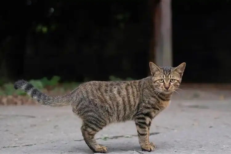 西溪湿地的可爱小狸猫