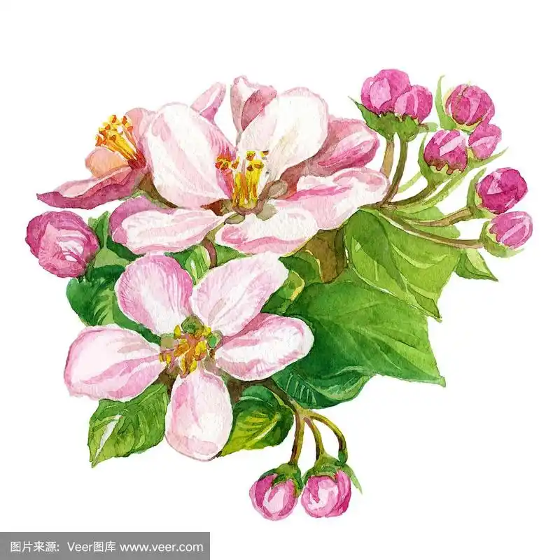 水彩画苹果花.白色背景下,苹果树枝上的粉红色娇嫩花朵.