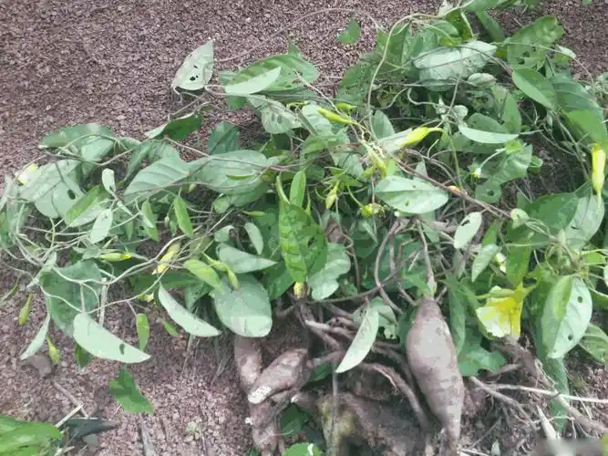 山土瓜图片 山土瓜藤本野菜植物图片