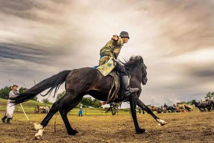 彪捍的蒙古马……圈内套马(乌兰布统)