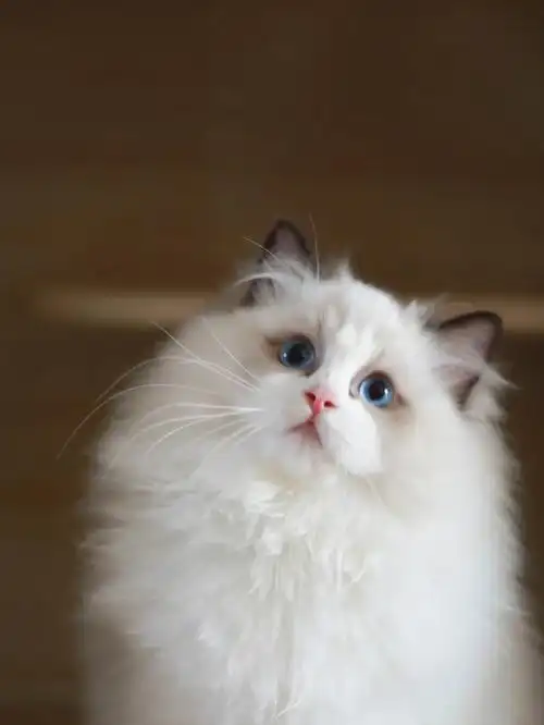 布偶猫  #我最爱的表情包