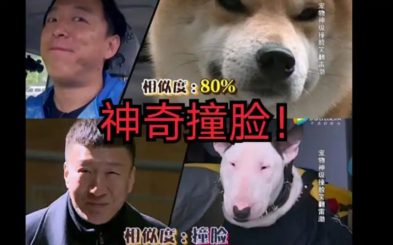 极限挑战笑死人的名场面//孙红雷撞脸牛头梗/黄渤撞脸柴犬!