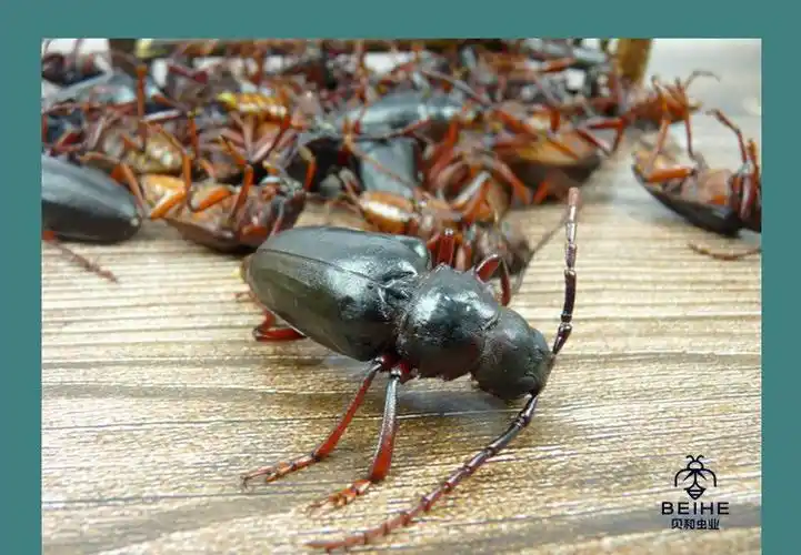 野生山山牛山水牛食用昆虫山虫牛公母水牛子生鲜冷冻运输沂蒙特产