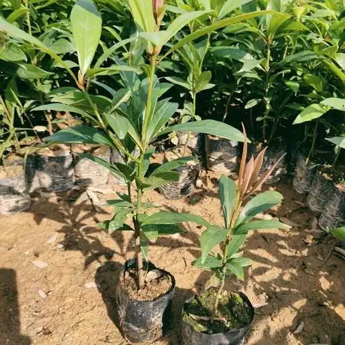 正宗金丝楠木苗小叶桢楠树苗名贵庭院门前树苗珍贵地栽批楠木苗发 110